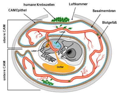 Schematische Darstellung des Hühnerei Chorioallantoismembran (CAM)-Modells.